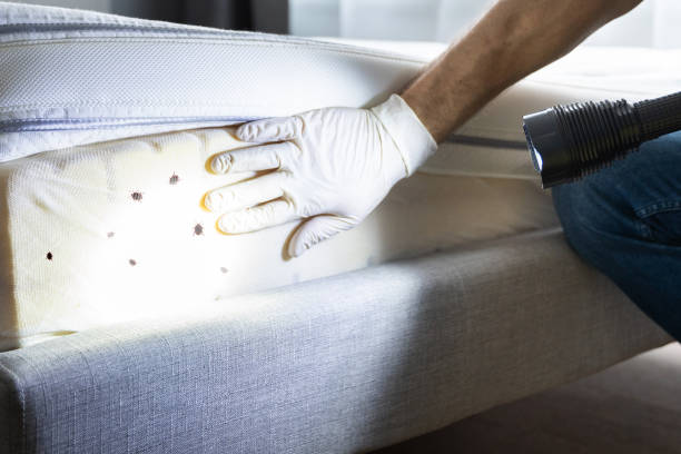 Best Affordable Pest Control Services  in Harrisville, UT