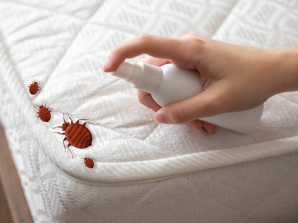 Best Local Pest Control Services  in Harrisville, UT