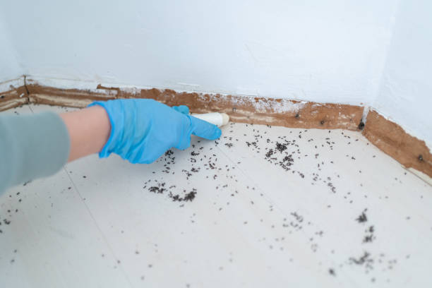 Best Ant Control Services  in Harrisville, UT